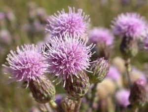 Canada Thistle